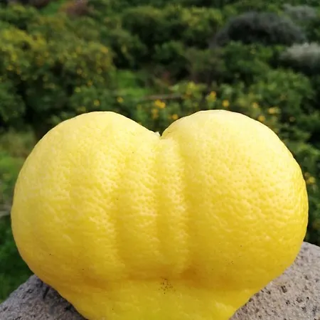 Il Limoneto Farm stay *
