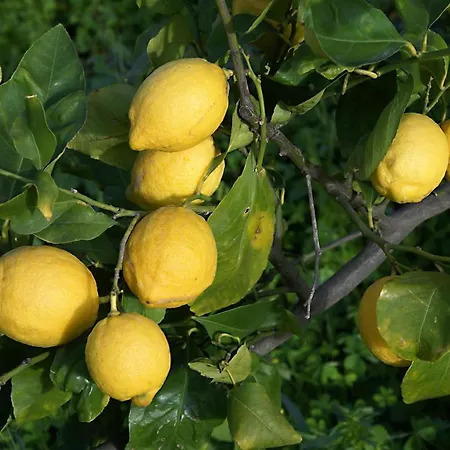 Alojamento de Turismo Rural Il Limoneto *