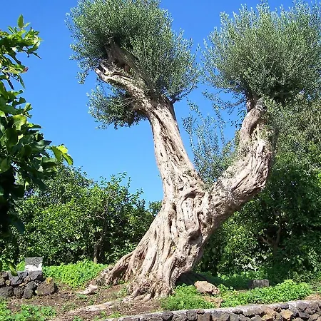 Il Limoneto Farm stay Acireale